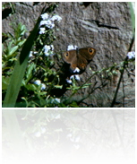 A butterfly in HD-quality, transferred from super 8 film.