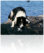 Dog- and beachdetails in HD-quality, transferred from super 8 film.